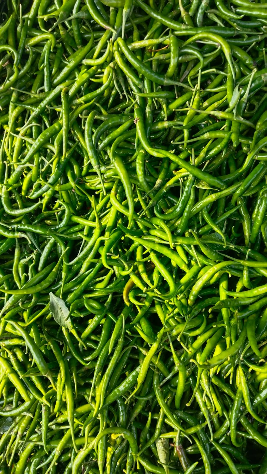 Bulk fresh green chillies